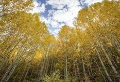 2500 metre yüksekte Tunceli'de bulundu! 3 ilçenin kesiştiği noktada yer alıyor: 3 tür yaşıyor