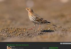 Dicle Vadisi'nde görüntülenen 'Kızıl gerdanlı incir kuşu' Türkiye haritasını değiştirdi!
