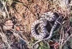 Köyün en tenha yerinde onu buldu! Karabük'te dünyanın en tehlikelisi bulundu