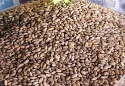 Gaziantep'te fıstık altınla yarışıyor! Kilo fiyatı yükseliyor