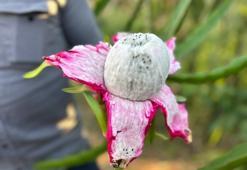 Hataylı çiftçi kilosunu 180 TL'ye satıyor! 2 dönümde hasat başladı