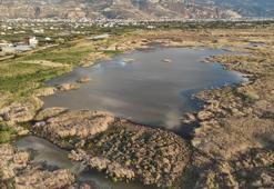 Mileyha'da kuş sesleri: Kuraklık son buldu!