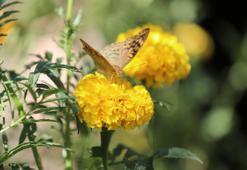 Şırnak'ta son dans başladı! Kış gelmeden ölüyorlar