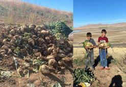 Ağrı'da şeker pancarı hasadı devam ediyor