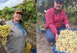 Hasadı ocak ayına kadar sürecek, vatandaş ucuz üzüm yiyecek! Kilosu halen 25 liradan satılıyor