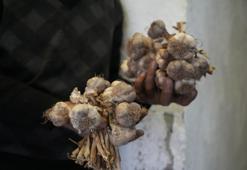 Gümüşhane’de ata tohumu "siyah sarımsak" tescil yolunda