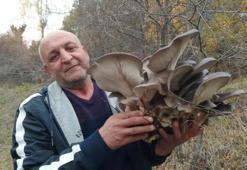 Bu mantara vatandaşlardan yoğun ilgi! Tam bir vitamin deposu