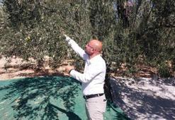 Bahçelerde hasat başladı! Rekolte düşük ama üreticinin kasası doluyor!