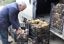 Sinop'ta köylünün yeni gelir kapısı oldu! Sırf bunu toplamak için işten çıktılar: Bir haftada 20 milyon lira kazandırdı, ormanın her köşesinden adeta fışkırıyor