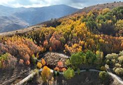 Muş'ta sonbahar şöleni: 35 Doğa tutkunu, sonbaharın en güzel manzarasını görüntüledi!