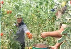 Kiraladığı arazinin sahibi oldu! Akrabası tohumu verdi üretimi 50 dekara çıkardı: Ünlülere satıyor