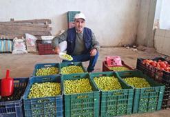 Hem sağlıklı hem de daha ucuza mal ediliyor! Salamura zeytin yapımı yaygınlaştı, yüzde 30 fark var