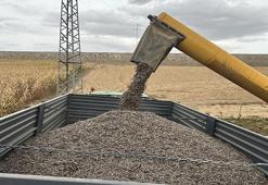 Konyalı çiftçilerin gözdesi! 3 yılda rekor artış oldu! Üreticiye yüksek kazanç getirdi