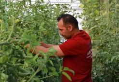 3 kez vazgeçti yapınca servet kazandı! Konya'da 1000 ton ürün alıyor: Arkadaş ortamına aklına geldi