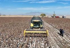 Karaman'daki bu tarlayı ekip biçenler çiftçi değil! 60 dönüm arazide çerezlik ayçiçeği hasat edildi