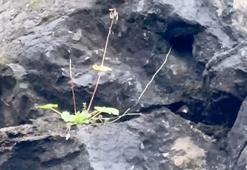 Bartın Amasra'da kayalardan sarkan kablolar paniğe neden oldu