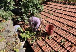 Kestane sezonu sona erdi! Üreticinin yüzü gülüyor