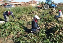 Türkiye'nin şeker ihtiyacına büyük katkı! Pancar hasadı başladı