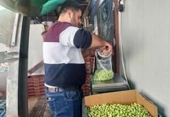 Adana'da hasat yapıldı Malatya'nın gözdesi oldu! Kilosu 110 TL