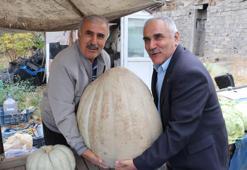 Sivaslı çiftçi tarlasına ata tohumu ekti, her biri tam 50 kilo çıktı: İki kişi zor taşıyor! Gören fotoğrafını çekiyor