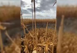 Konya'da yine aynı ilçede oldu! Mısır tarlasında bulundu: Sayıları 3 bin oldu