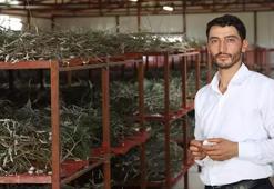 Babaannesinden gördü yılda bir kez üretim yapıyor! Yılda 800 kilo satıp paraya para demiyor