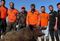 Sinop'ta köylülerin kabusu olmuştu! Avcılar 300 kiloluk domuz avladı