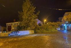 Tatvan'da rüzgarın kökünden söktüğü ağaç otomobilin üzerine devrildi