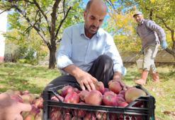 Bu elmanın lezzeti soğuktan geliyor! Fiyatı 30 lira, hasadı yeni yapıldı