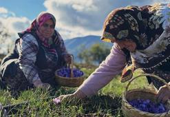 Eken senesinde ev araba alıyor! Şehrin imza ürünü, gramı 600 TL'den kapış kapış gidiyor