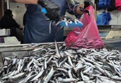 Aşırı sıcaklar denizdeki dengeleri bozdu: Palamut yok, hamsi zirvede!