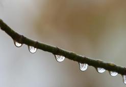 Bursa'da bereket yağdı! 2 günlük yağışlar ekim ayını kurtardı