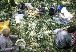 Bursa'da her ağaçtan 14 bin TL kazandırıyor: Hasat ailecek yapılıyor! Kilosu 1400 TL'den kasa kasa sipariş alıyor