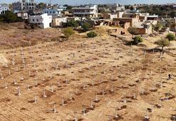 Mardin'in atıl arazilerinde yetiştiriliyor! Çiftçiye yüksek kazanç sağlayacak