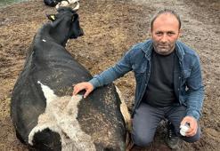 Bursa'da şap vurdu, 35 litreden bir çay bardağına düştü