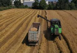 Hasat 3 dakika sürüyor! Üreticilere 233 tane hibe edildi: İş gücü azalıyor, maliyetler düşüyor
