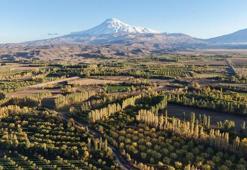 Ağrı Dağı eteklerinde renk şöleni! Iğdır İrem Bağları sonbaharla birlikte adeta tabloya dönüştü