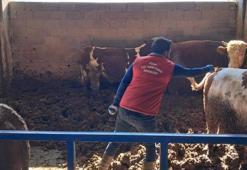 Konya'da kabus patladı! Köyde binlercesine bulaştı