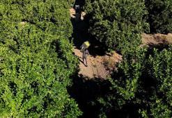 Adana'da hasat başladı! Verim yüzde 90 düştü: Bahçede kilosu 32 lira! Yurt dışına gönderiliyor