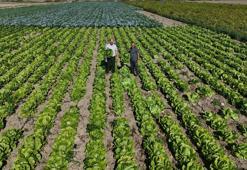 Yağmur yağdı, hasat 15 gün erken geldi: Tarladan sofraya fiyat farkı isyan ettirdi! 'Tarlada 25, markette 70 lira'