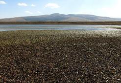 Göçmen kuşların durağı Asboğa Gölü alarm veriyor! Su seviyesi 60 metre çekildi