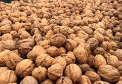 Malatya'da üretildi! Dünyada çığır açacak proje: Ceviz kabuğundan yaptılar, yollarda kullanılabilecek