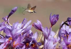 Dünyanın en pahalı baharatı! 'Anadolu'dakiler' projesinin ilk 'İmeci Ağı' etkinliği