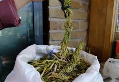 Van’ın coğrafi işaret tescilli yemeği Keledoş’un ana malzemesinin fiyatı duyanları şaşırttı