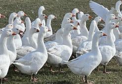 Kars’ta kışın habercisi: ‘Kar yiyen kazlar’ sofralar için hazır