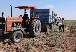 İngiltere'de duydu Aksaray'da tohumunu ekti! Hasat zamanı Avrupa'dan tonlarca sipariş aldı: Servet kazandı