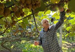 Ordu’da kivi için ‘erken hasat’ uyarısı: 'Ürünün raf ömrünü kısaltıyor'