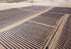 Yozgat'ta 400 dönümlük çilek projesi bölge ekonomisine can verecek