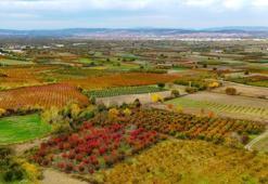 Uludağ'ın eteklerinde görüldü! Kasım ayında ortaya çıkıyor