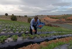 Mevsimi mayıs-haziran ama burada kasım ayında da mahsul veriyor! Kilogram fiyatı 150 liradan satılıyor
